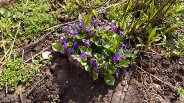 Çiçek açan yabani menekşenin çalısı, güneşli bir günde mavi çiçeklerle, üst manzara.