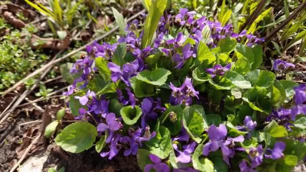 Violette Sauvage Fleurs Sur Clairière Dans Une Journée Ensoleillée Vue — Video
