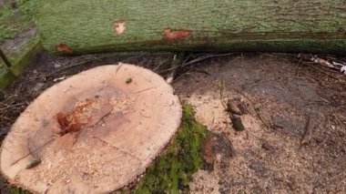 Bulutlu havada yaşlı dişbudak ağacının kütüğü