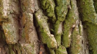 Kabuklu yaşlı söğüt gövdesi, yakın plan.
