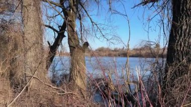 Güneşli bir akşamda göl kıyısında yapraksız yaşlı söğütler