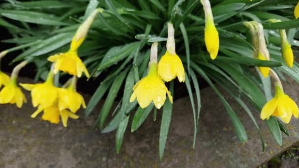 Krzewy Narcyzu Żółtymi Kwiatami Deszczową Wietrzną Pogodę — Wideo stockowe