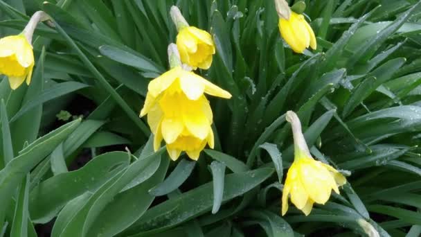 Struiken Narcissen Met Gele Bloemen Bij Regenachtig Weer — Stockvideo
