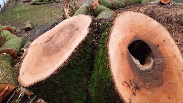 Tunggul Ganda Pohon Abu Tua Dalam Cuaca Mendung — Stok Video