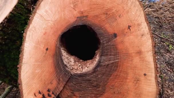 オーバーキャスト天気の古い灰の木のダブルスタンプ — ストック動画