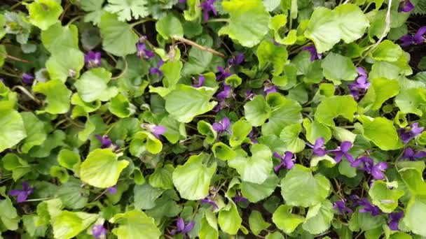 Floração Violeta Selvagem Clareira Dia Ensolarado Vista Superior — Vídeo de Stock