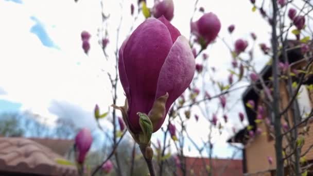 Flower Purple Magnolia Other Branches Sky — Stock Video