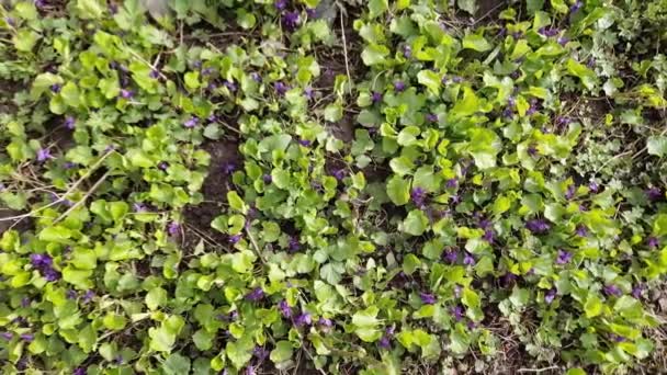 Floração Violeta Selvagem Clareira Dia Ensolarado Vista Superior — Vídeo de Stock