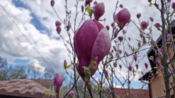紫色的木兰花映衬着其他的枝条和天空 — 图库视频影像