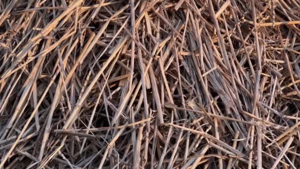 Geçen Yıl Hasat Edilen Eski Kararmış Buğday Yığını — Stok video
