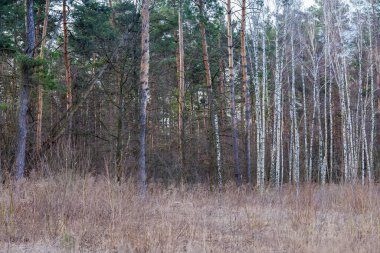 İlkbaharın başlarında ağaçlar, ağaçlar ve küçük yaprak döken çalılarla dolu sık ormanın kıyısında.