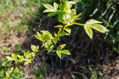 Güneşli bir bahar sabahı yaprağında yedi benekli uğur böceği olan kül yapraklı akçaağaç dalı, seçici odak noktasında yakın plan.