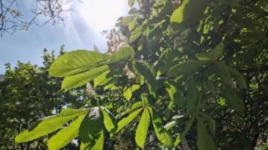 Güneşli havalarda tomurcuklanan at kestanesi dalları