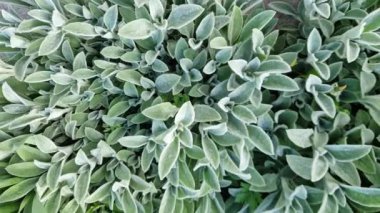 Baharın bulutlu sabahında Stachys Bizans 'ın Bush' u