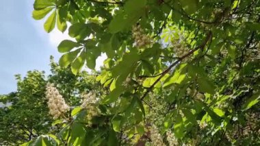 Güneşli havalarda tomurcuklanan at kestanesi dalları