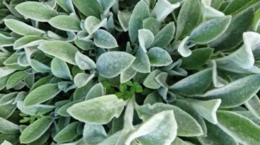 Baharın bulutlu sabahında Stachys Bizans 'ın Bush' u