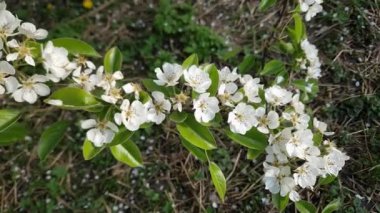 Bulanık arka planda çiçek açan armut dalları