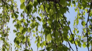 Yapraklı huş dalları ve gökyüzüne doğru sarkan kedi derileri