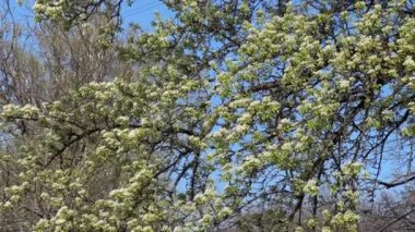 Çiçeklenmenin başlangıcında yaşlı armut ağacı