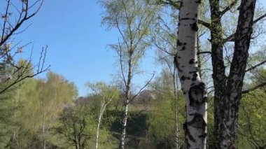 İlkbaharda orman gölünün dik yamaçlarındaki huş ağaçları