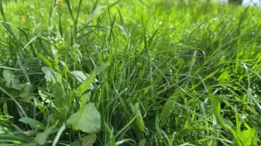 Güneşli ve rüzgarlı bir sabahta, en dipten genç çimenler