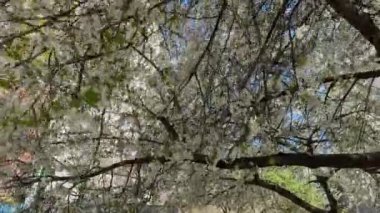 Güneşli havada çiçek açan kiraz ağaçları, yukarıdan manzara