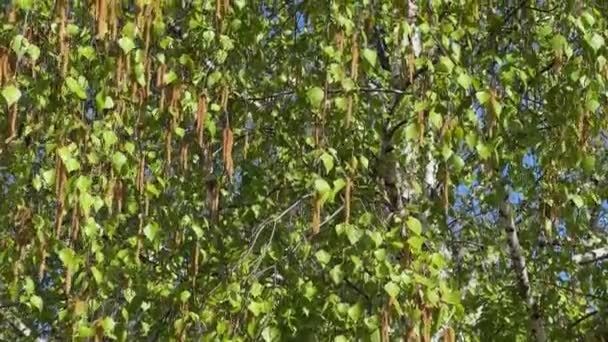 Yapraklı Huş Ağacı Güneşli Bir Sabahta Kedi Derisi — Stok video