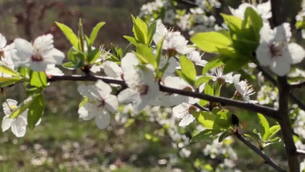 Virágzó Cseresznyefa Homályos Háttérvilágítással — Stock videók