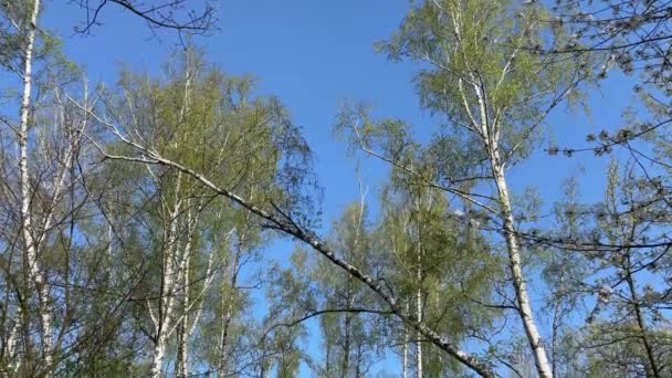 Bahar Ormanının Planında Huş Ağaçları Olan Bir Bölümü — Stok video