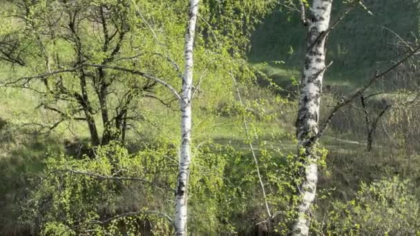 Lkbaharda Orman Gölünün Dik Yamaçlarındaki Huş Ağaçları — Stok video