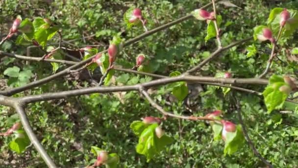 Bulanık Arkaplanda Yeni Açılmış Yapraklara Sahip Bir Dal Telifsiz Stok Video