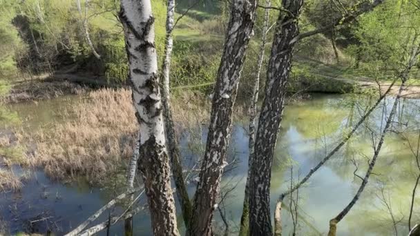 Los Abedules Orilla Escarpada Montañosa Del Lago Forestal Primavera — Vídeos de Stock