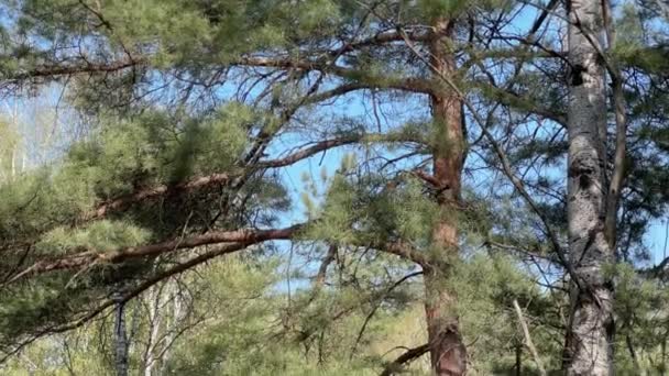 Orman Gölü Nün Yamacında Çam Kavak Telifsiz Stok Video