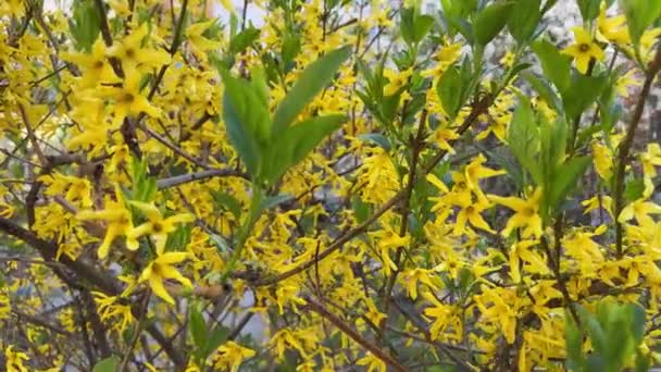 Branches Blooming Forsythia Yellow Flowers Green Leaves — Stock Video