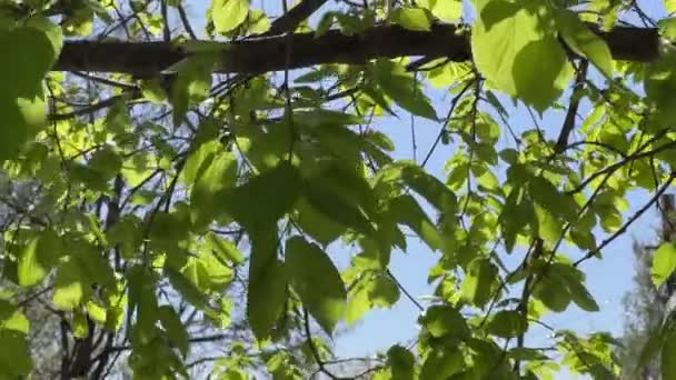 Ветви Липы Солнечную Ветреную Погоду Подсвечиваются — стоковое видео