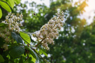 Güneşli havalarda diğer dalların bulanık arkaplanlarında, seçici bir odak noktasında aydınlatılan, eski çiçek açan kestanenin dalları.