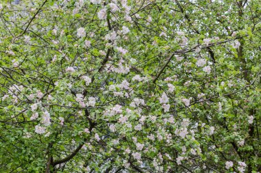Çiçekli yaşlı elma ağaçlarının dalları ve bulutlu havalarda, arka planda genç yapraklar.