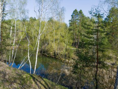 Dikenli yamaçlarda büyüyen huş ağaçları ve çamlar. Küçük orman kıyısında. Sığ göl, ilkbahar güneşli sabahlarında kamışla kaplanmış.