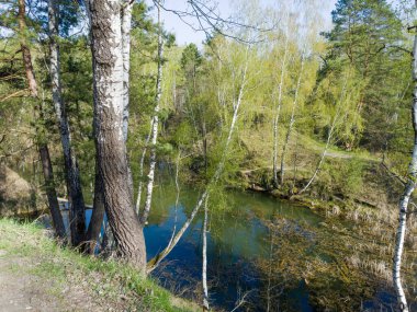 Aspens, çamlar ve huş ağaçları, ilkbaharda güneşli bir sabahta, küçük ormanın dik yamaçlarında büyüyen sığ göl.