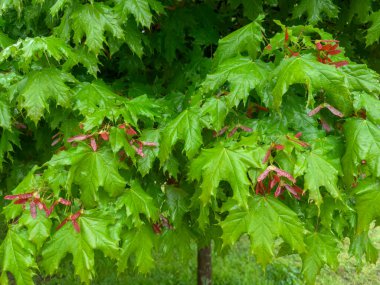 Branches of the ornamental Norway maple with wet fresh leaves and red young double winged seeds, so-called samaras covered with water drops in overcast rainy weather clipart