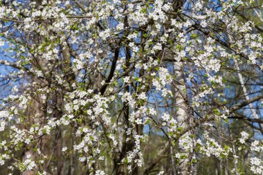 Çiçek açan kiraz ağacının dalları diğer ağaçların bulanık arka planında güneşli havada seçici odak ve arka planda