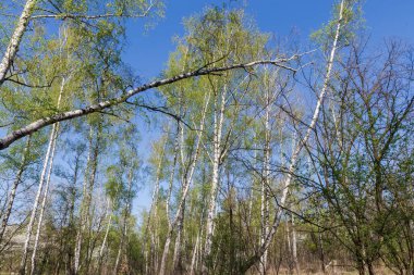 Bahar sabahları, huş ağacının gövdesine yaslanmış, dalları taze yapraklar ve ön planda kedi derileri ile güneşli bir günde diğer huş ağaçlarına karşı.