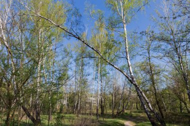 Güneşli bir bahar sabahında, ağaçların ön planda olduğu ormanın bir bölümü.