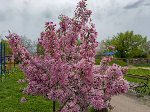 İlkbaharda açık bir bahçede, açık pembe çiçekli, çiçek açan küçük süs elması ağaçları, rüzgarlı bir havada.