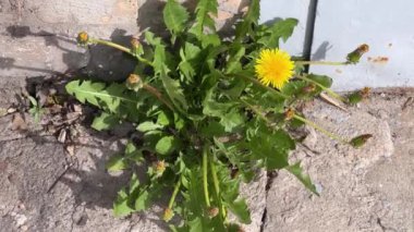 Endüstriyel bina duvarının yanında çiçek açan karahindiba çalıları