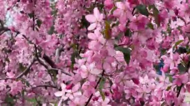 Bulutlu havada pembe çiçekli yaban elması dalları