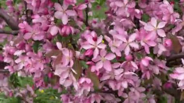 Bulutlu havada pembe çiçekli yaban elması dalları