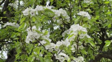 Rüzgarlı bir günde çiçek açan eski armut dalları