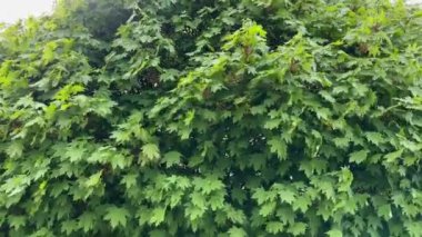 Taze bahar yapraklı akçaağaç bulutlu havada