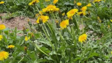 Diğer karahindibaların bulanık arka planında çiçek açan karahindiba çalıları